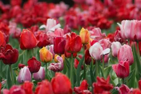 Tiptoe through the Tulips of Washington